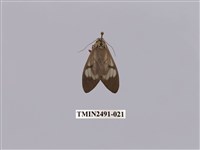 藏品(閃光玻燈蛾)的圖片